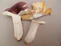 Russula&nbsp;olivacea&nbsp;-&nbsp;Rotstieliger Leder T�ubling&nbsp;-&nbsp;H�dingen