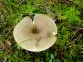 Russula aeruginea - Grasgrner Birken-Tubling - Hdingen