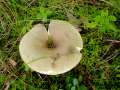 Grasgrner Birken-Tubling