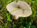 Russula aeruginea - Grasgrner Birken-Tubling - Hdingen