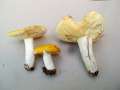 Russula claroflava - Gelber Graustieltubling - Hdingen