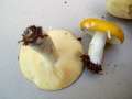 Russula claroflava - Gelber Graustieltubling - Hdingen