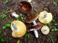 Russula romellii - Weistieliger Leder-Tubling - Hdingen
