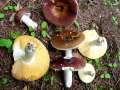 Russula romellii - Weistieliger Leder-Tubling - Hdingen