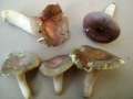 Russula parazurea - Blaugrner Reif Tubling - Hdingen