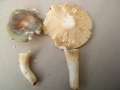 Russula parazurea - Blaugrner Reif Tubling - Hdingen