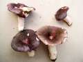 Russula cyanoxantha - Frauentubling - Hdingen