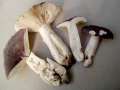 Russula cyanoxantha - Frauentubling - Hdingen