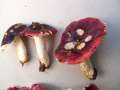 Russula bresadolae - Purpurschwarzer Tubling - Hdingen
