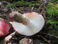 Russula rhodomelanea - Braunstiel-Speitubling - Hrsingen