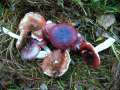 Russula laccata - Weiden Spei-Tubling - Hohenwarthe