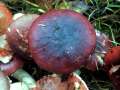 Russula laccata - Weiden Spei-Tubling - Hohenwarthe