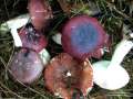 Russula laccata - Weiden Spei-Tubling - Hohenwarthe