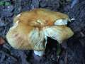 Russula foetens var.foetens - Stink -Tubling - Walbeck