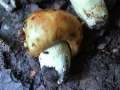 Stink -Tubling