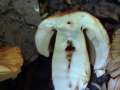 Russula foetens var.foetens - Stink -Tubling - Walbeck