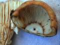 Russula foetens var.foetens - Stink -Tubling - Walbeck