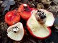 Buchen-Spei-T�ubling