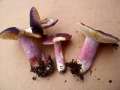 Russula sardonia - Zitronenblttriger Tubling - Walbeck