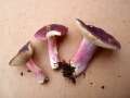 Russula sardonia - Zitronenblttriger Tubling - Walbeck