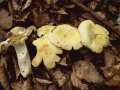 Russula&nbsp;violeipes&nbsp;-&nbsp;Violettstieliger T�ubling&nbsp;-&nbsp;Walbeck
