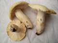 Russula&nbsp;violeipes&nbsp;-&nbsp;Violettstieliger T�ubling&nbsp;-&nbsp;Walbeck