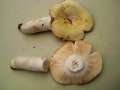 Russula&nbsp;violeipes&nbsp;-&nbsp;Violettstieliger T�ubling&nbsp;-&nbsp;Walbeck