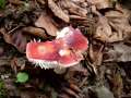 Russula nobilis - Buchen-Spei-Tubling - Walbeck