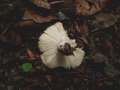Russula nobilis - Buchen-Spei-Tubling - Walbeck