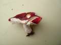 Russula nobilis - Buchen-Spei-Tubling - Walbeck