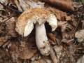 Russula ochroleuca - Ockergelber Tubling - Walbeck