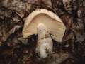 Russula ochroleuca - Ockergelber Tubling - Walbeck