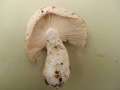 Russula ochroleuca - Ockergelber Tubling - Walbeck