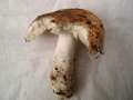 Russula ochroleuca - Ockergelber Tubling - Walbeck