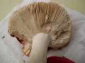 Russula rosea - Zinnober -Tubling - Walbeck