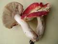 Russula rosea - Zinnober -Tubling - Walbeck