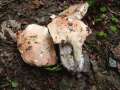 Russula pseudointegra - Ockerblttriger Zinnobertubling - Walbeck