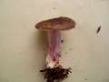Russula&nbsp;sardonia&nbsp;-&nbsp;Zitronenbl�ttriger T�ubling&nbsp;-&nbsp;Walbeck