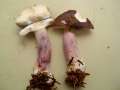 Russula&nbsp;sardonia&nbsp;-&nbsp;Zitronenbl�ttriger T�ubling&nbsp;-&nbsp;Walbeck