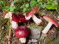 Russula xerampelina - Roter Herings-Tubling - Walbeck