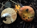 Russula risigallina var.risigallina - Wechselfarbiger Dottertubling - Weferlingen-Walbeck