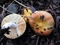 Russula risigallina var.risigallina - Wechselfarbiger Dottertubling - Weferlingen-Walbeck