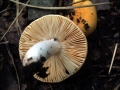 Wechselfarbiger Dottertubling