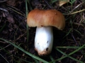 Russula&nbsp;foetens var.foetens&nbsp;-&nbsp;Stinkt�ubling&nbsp;-&nbsp;Weferlingen-Walbeck