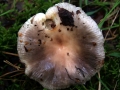 Russula vesca - Speise - Tubling - Weferlingen-Walbeck