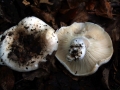 Russula densifolia - Dichtblttriger Schwrz -Tubling - Weferlingen-Walbeck