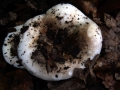 Russula densifolia - Dichtblttriger Schwrz -Tubling - Weferlingen-Walbeck