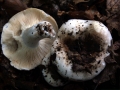 Russula densifolia - Dichtblttriger Schwrz -Tubling - Weferlingen-Walbeck