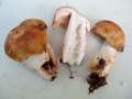 Russula&nbsp;foetens var.foetens&nbsp;-&nbsp;Stink T�ubling&nbsp;-&nbsp;Weferlingen-Walbeck