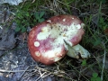 Verblassender Tubling